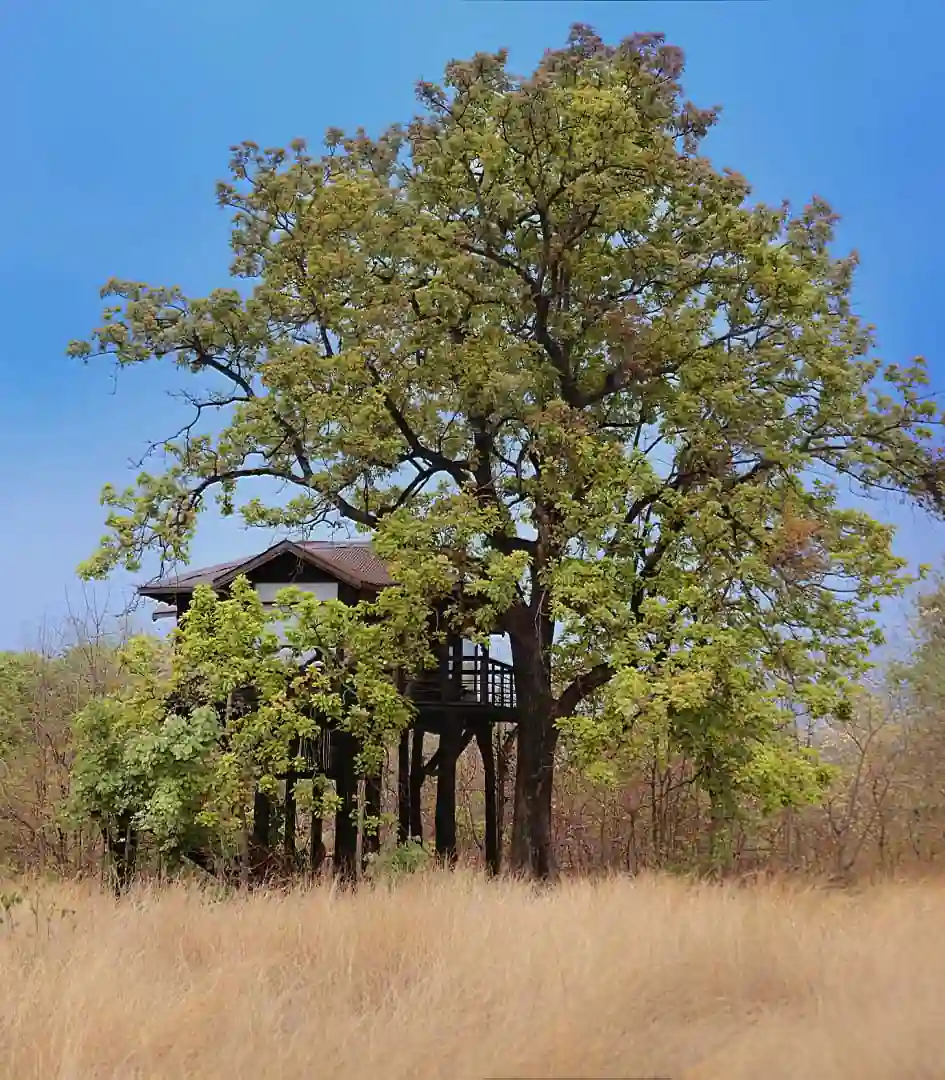 Tree house perched on stilts at Pench Tree Lodge