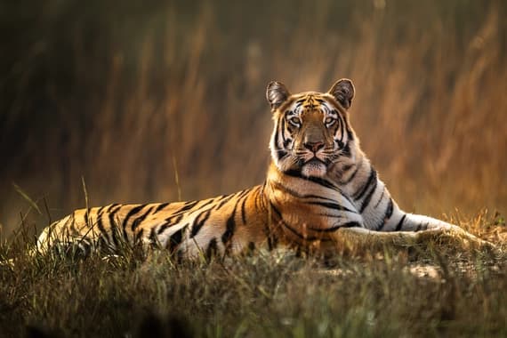 tiger safari