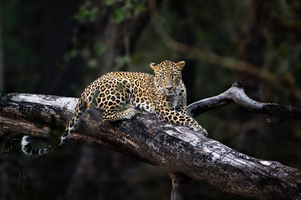 Leopards in Pench