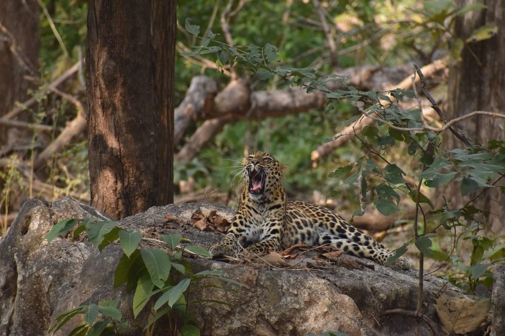 Leopards in Pench