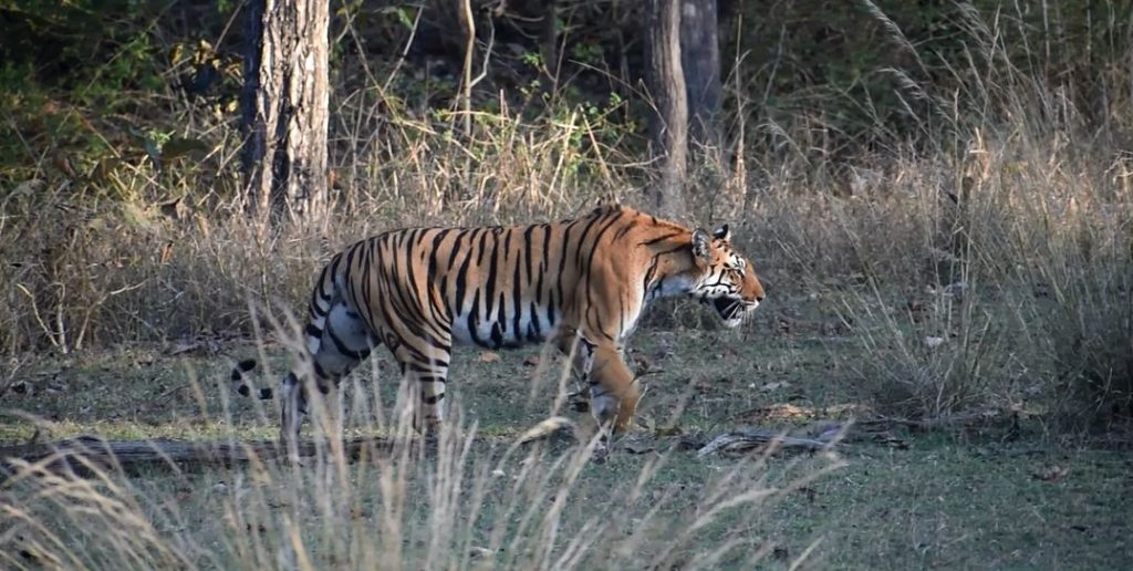 Kalapahad female Tigress