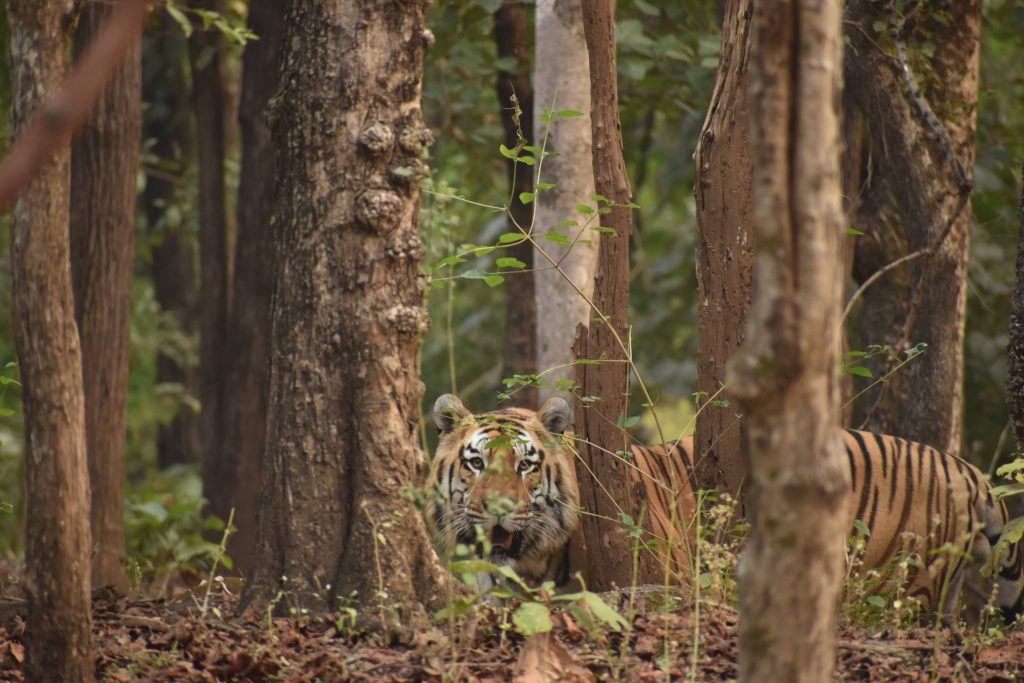 Kumbha male Tiger