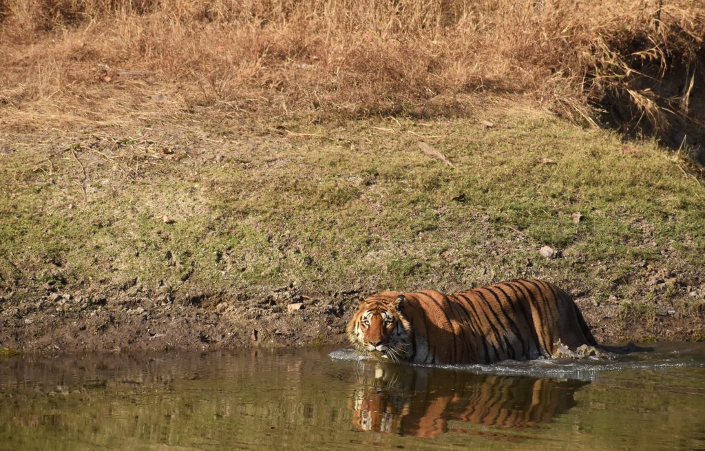 tiger in pench