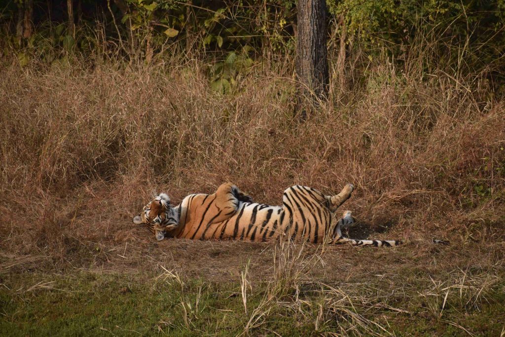 Lakshmi tigress