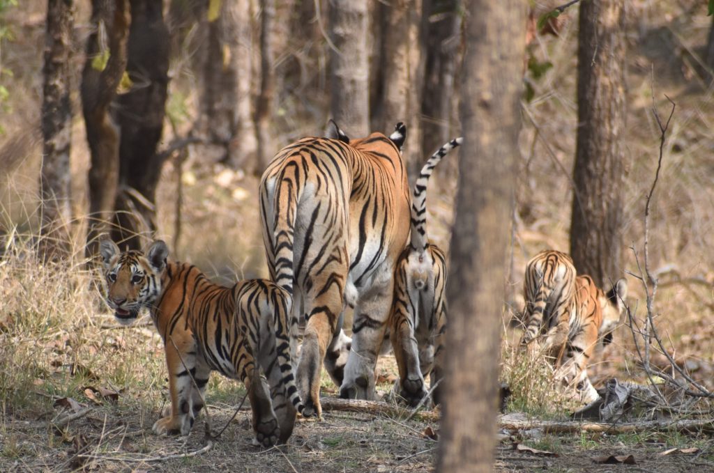 Patdev Tiger with cubs