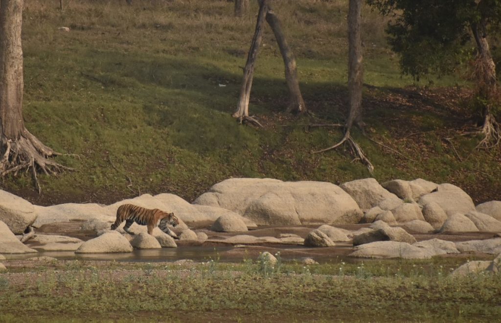 Sitaghat Female Tigress