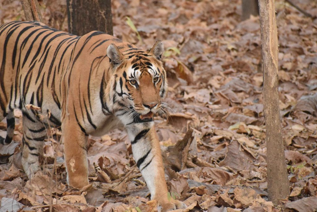 Swastik Tiger