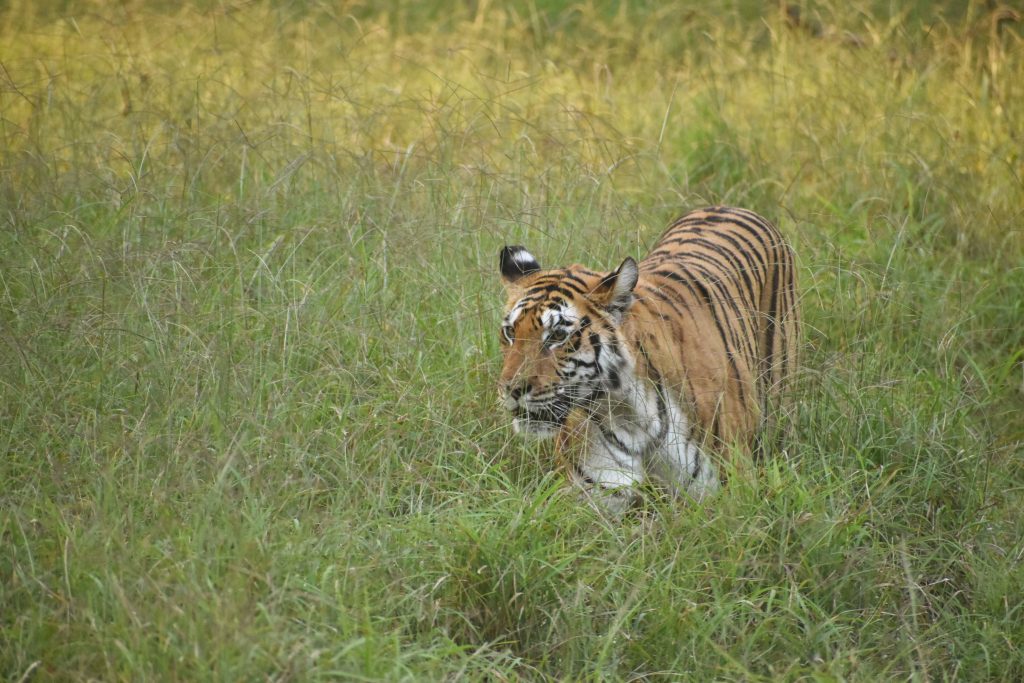 Langdi Tiger