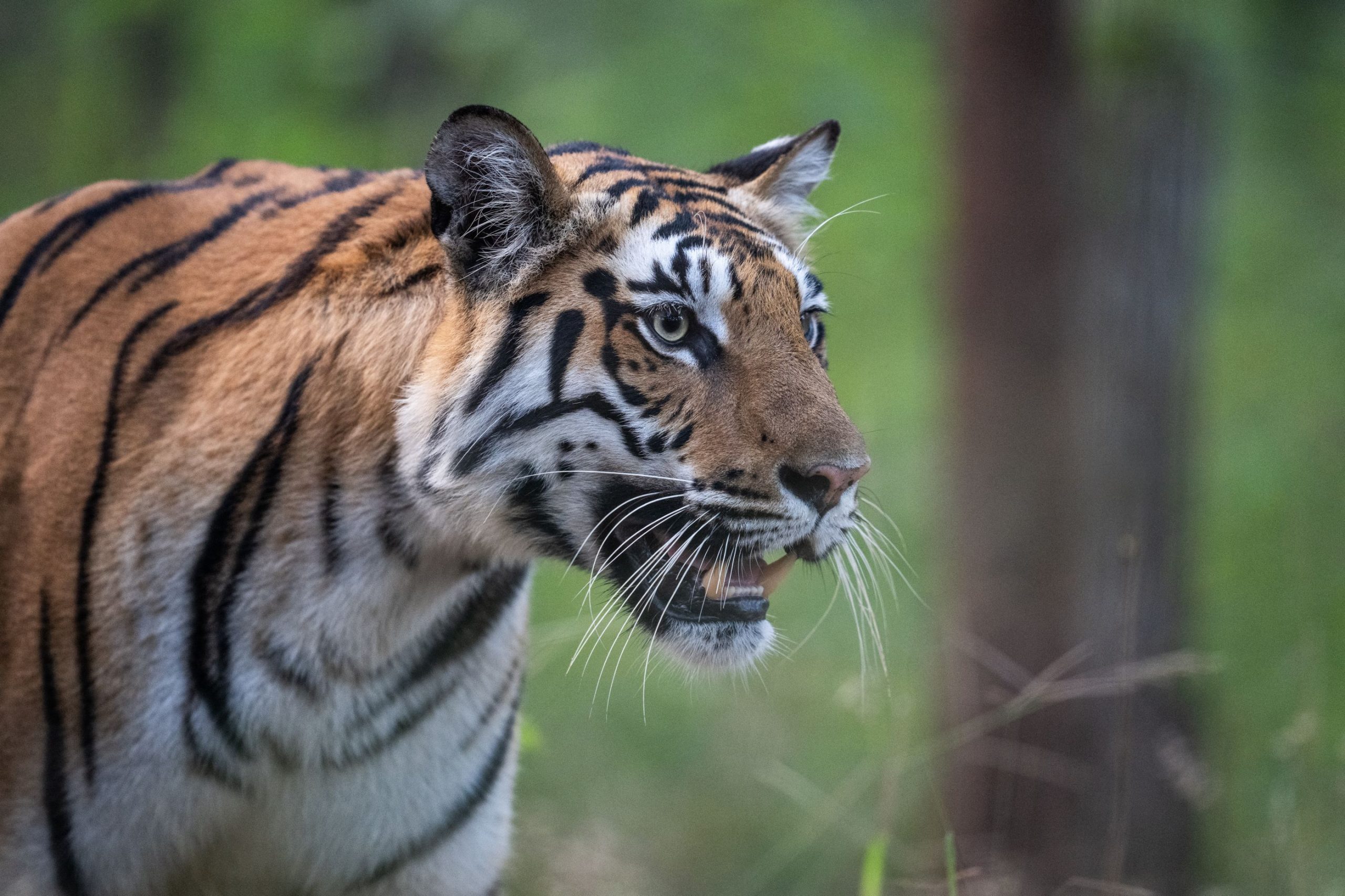 tigers of pench