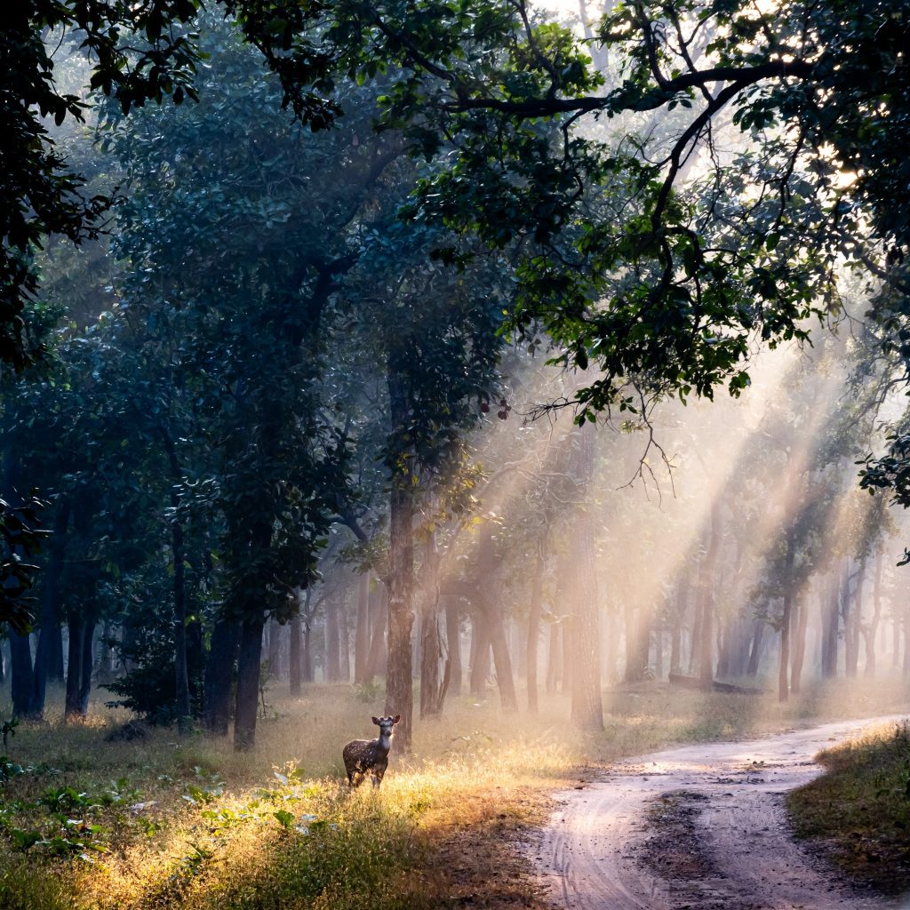 pench national park