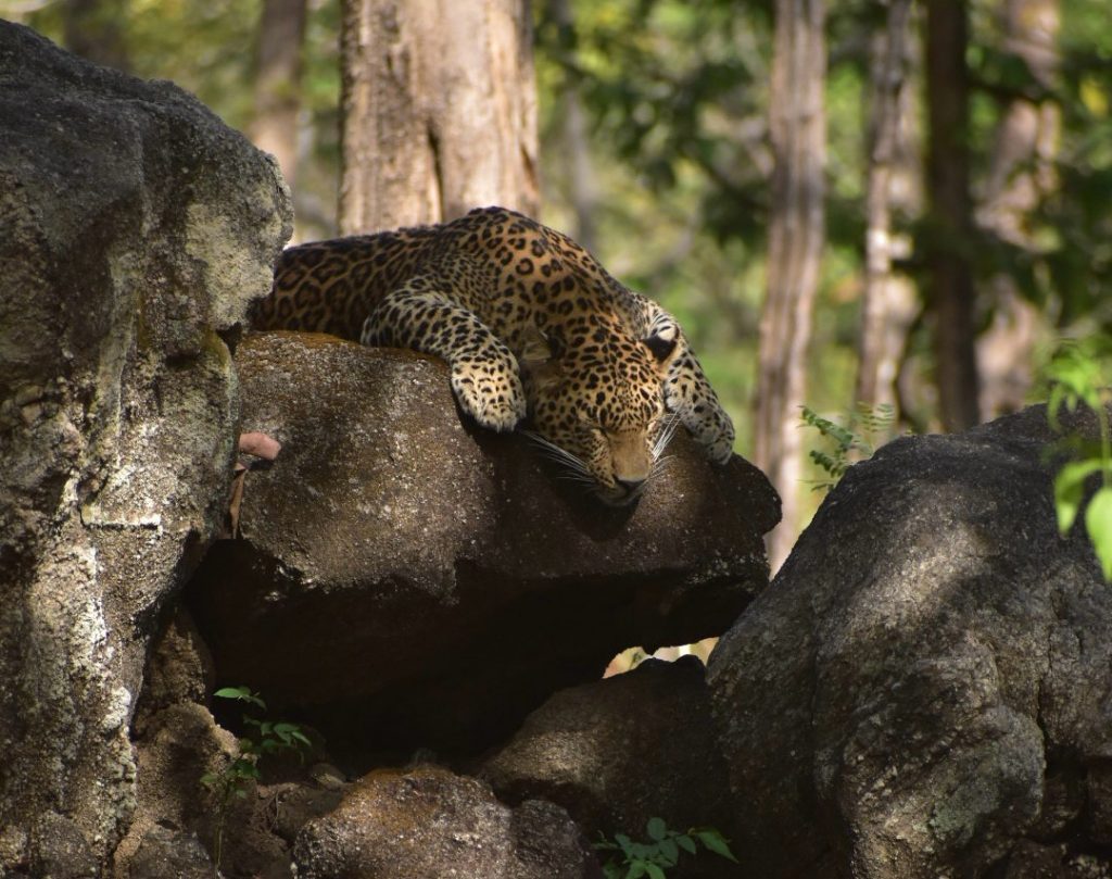 tiger in pench national park