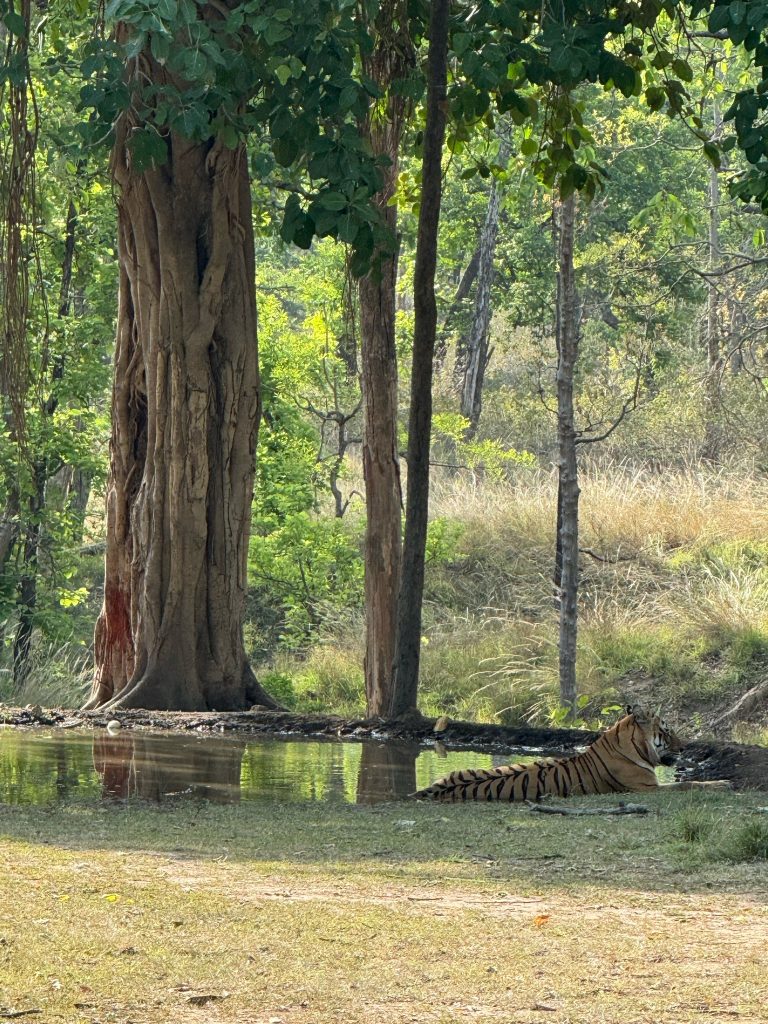 pench national park