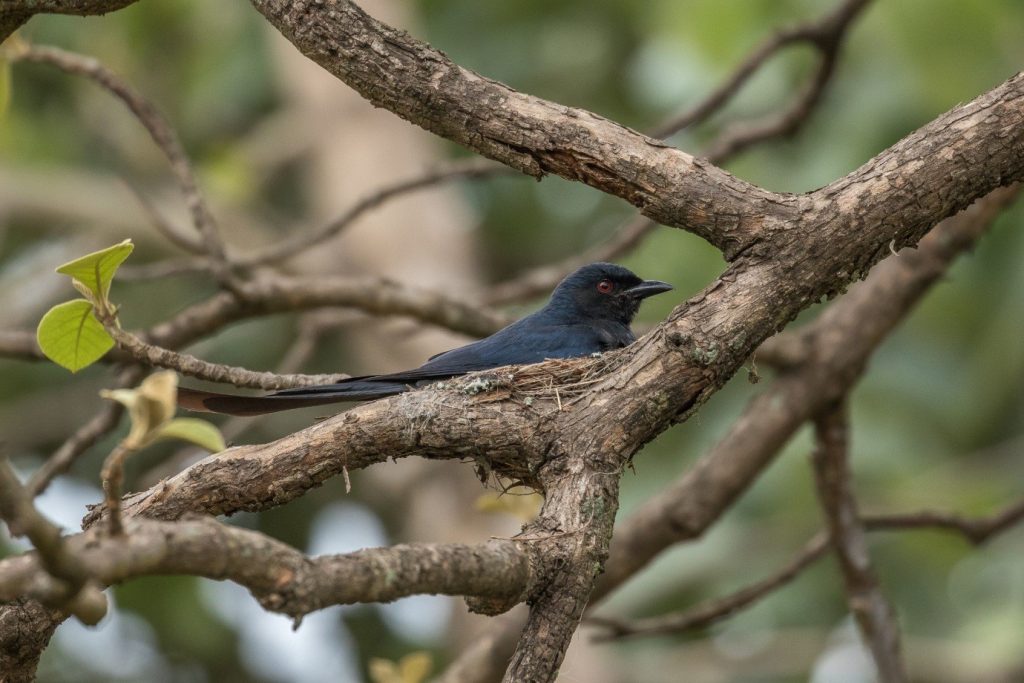 pench national park