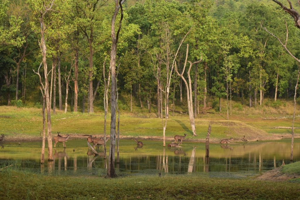 pench national park