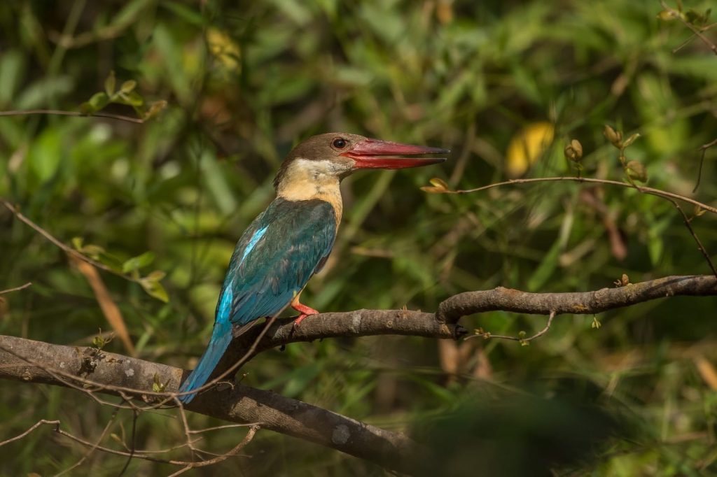 bird species in pench 