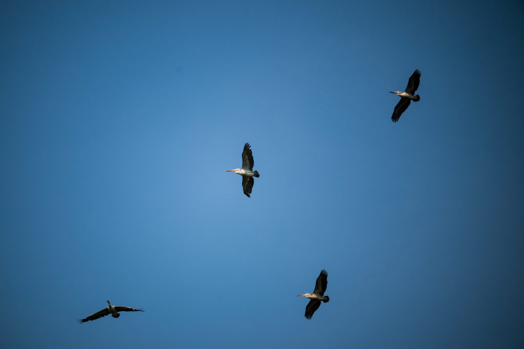 birds in pench