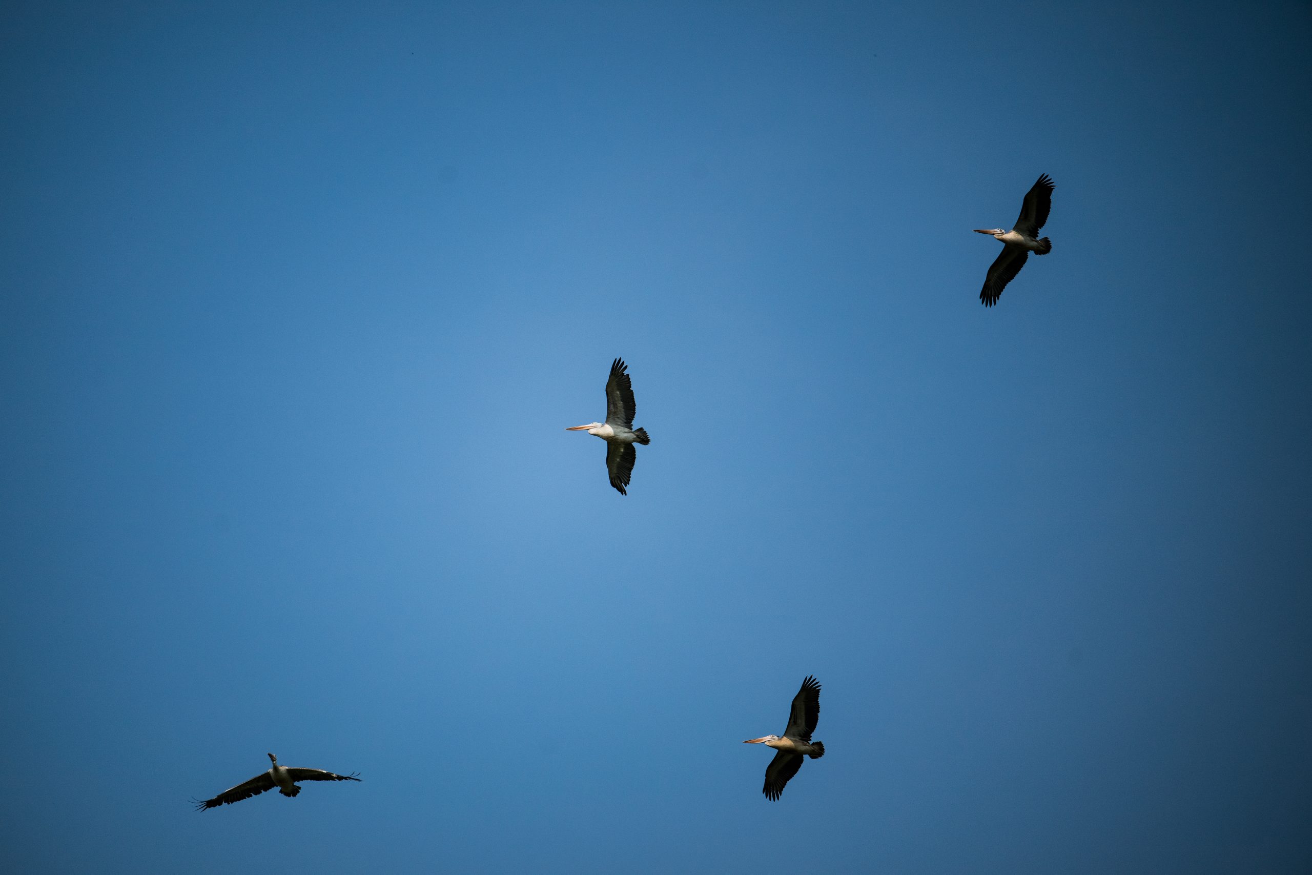 birds in pench