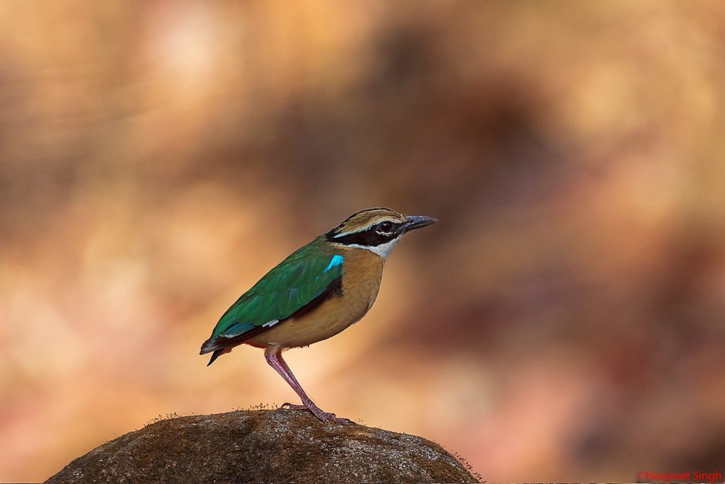 birdwatching in pench