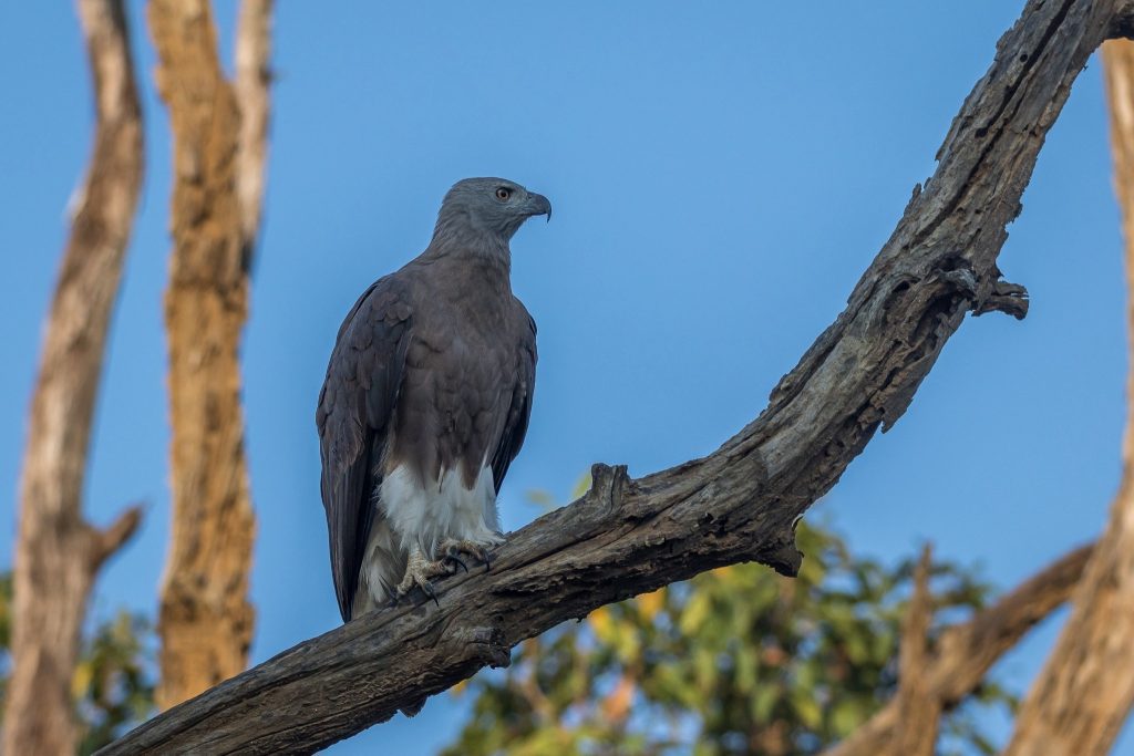 birds in pench 