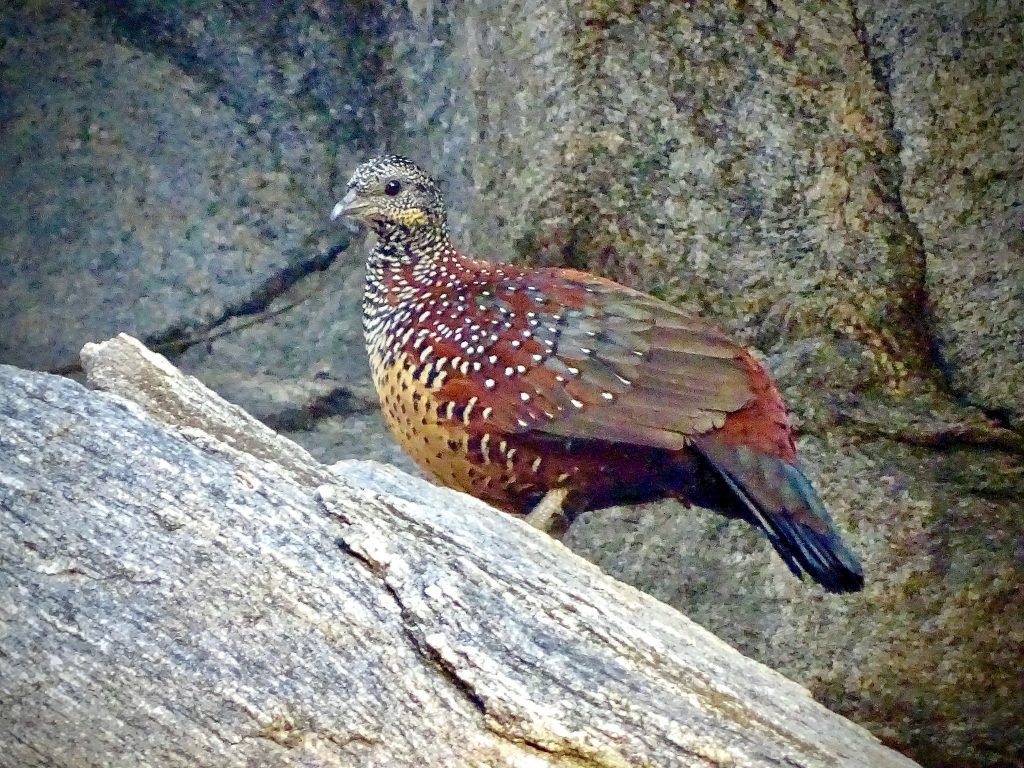 birds in pench 