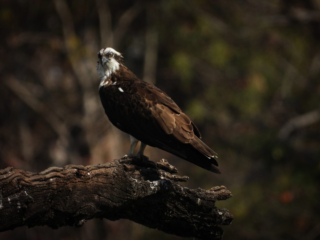 bird species in pench 