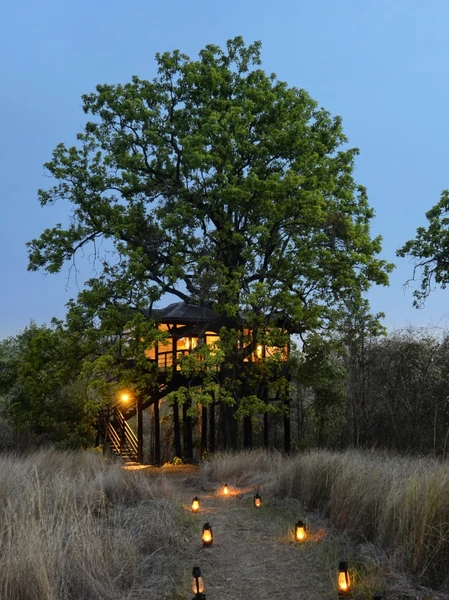 Illuminated tree house at Pench Tree Lodge in Pench National Park