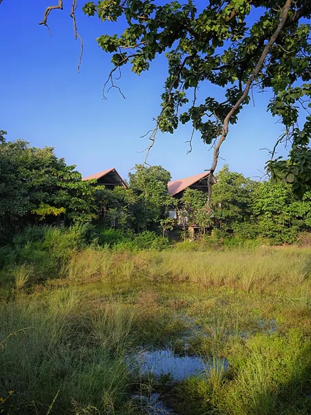 Tree houses overlooking grassland at Pench Tree Lodge