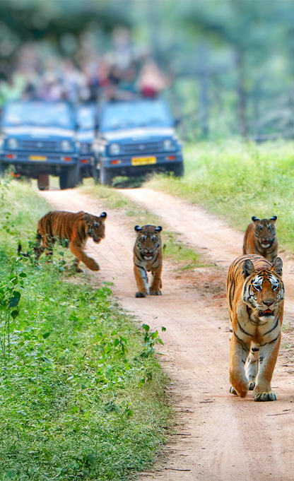 Jeep Safaris in Pench